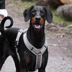 Hundegeschirr Corduroy Greige