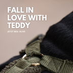 Teddy Hundegeschirr 'Olive'