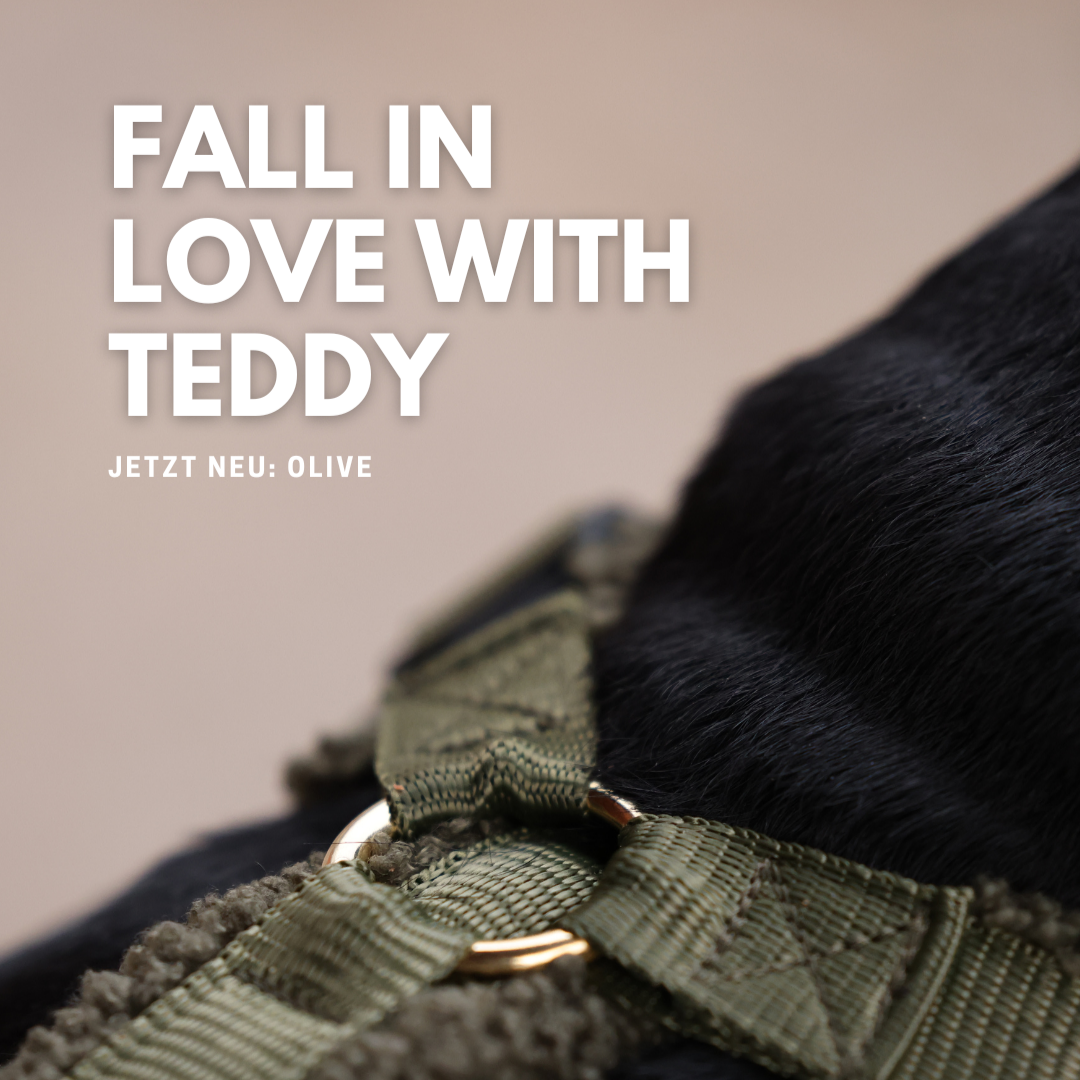 Teddy Hundegeschirr 'Olive'