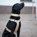 Teddy Hundegeschirr 'Cream'