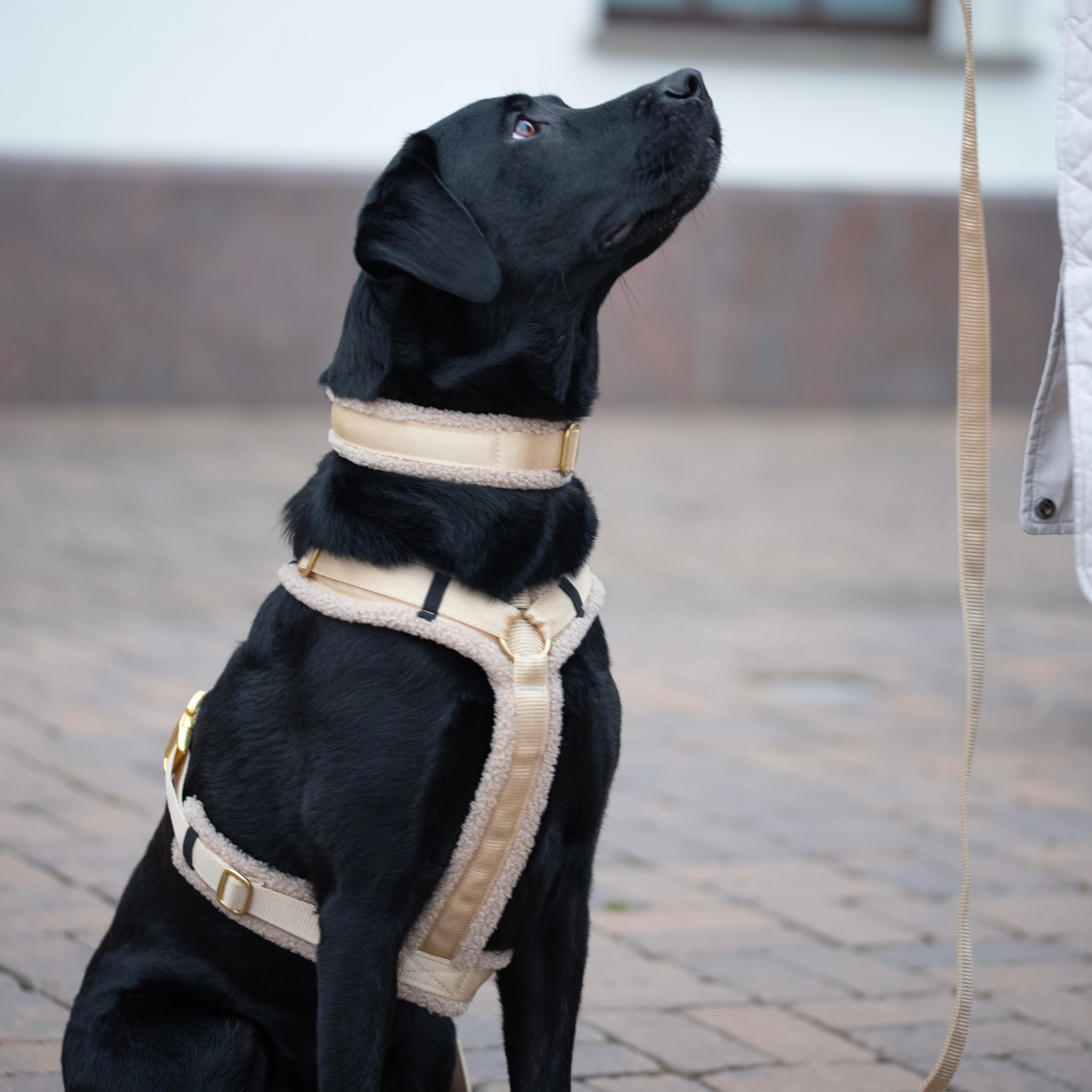 Teddy Hundegeschirr 'Cream'