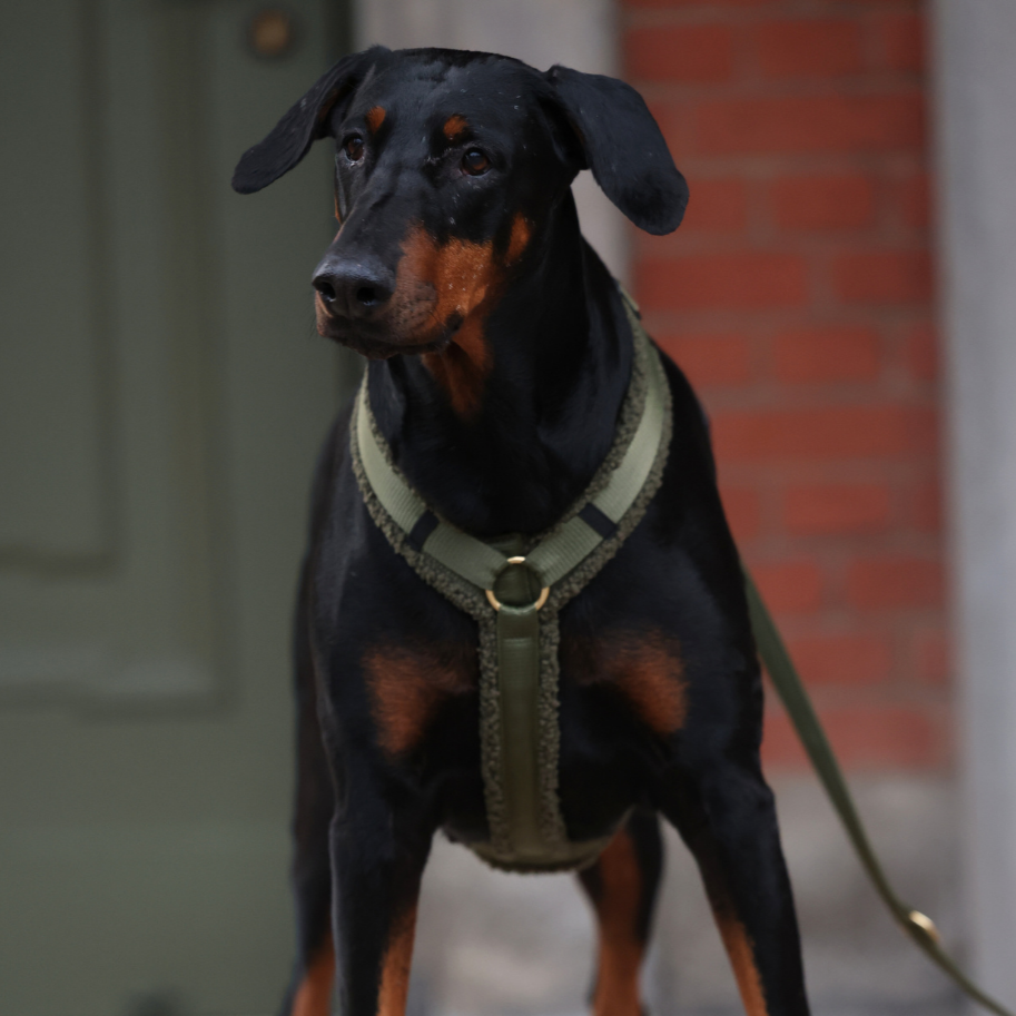 Teddy Hundegeschirr 'Olive'