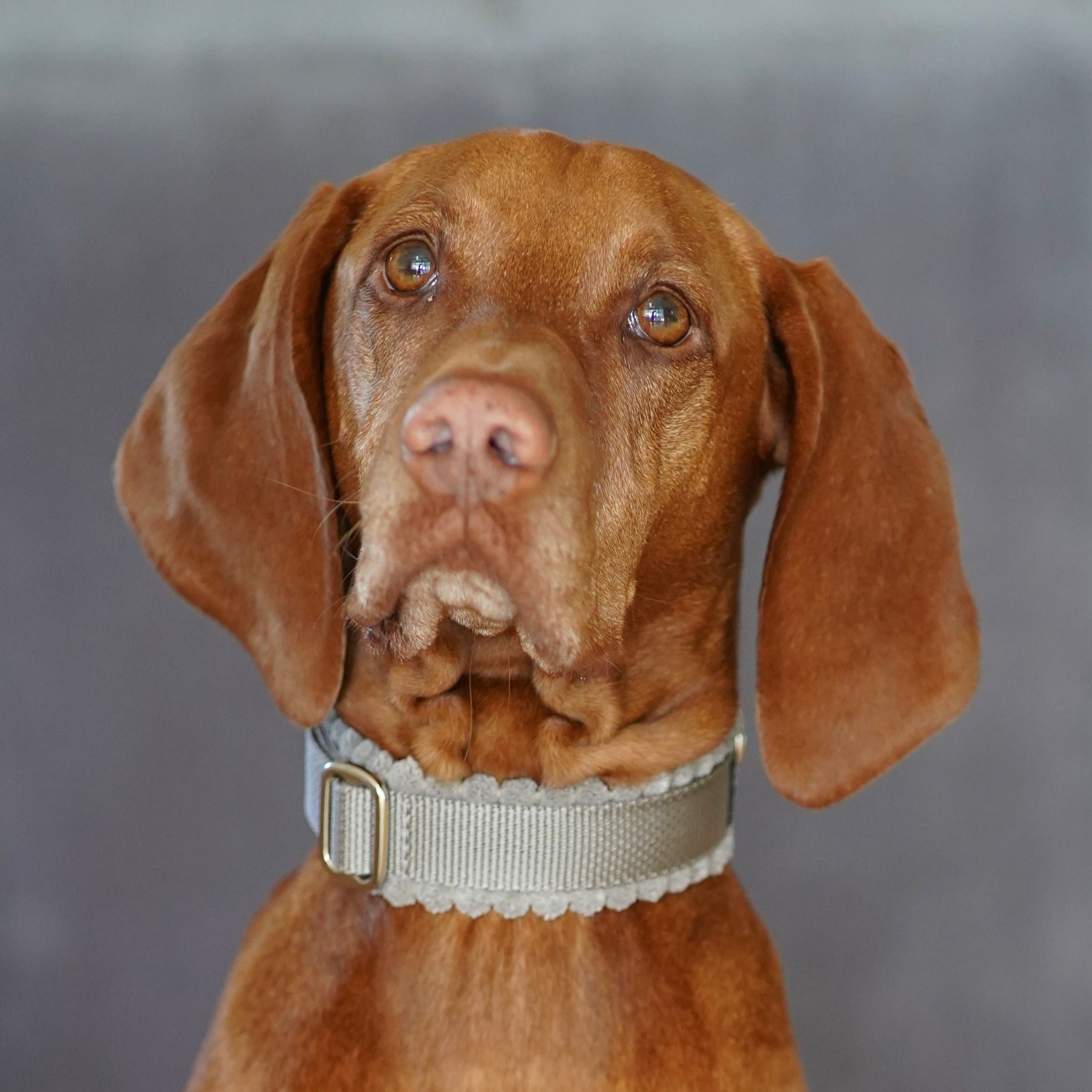 Hundehalsband Corduroy Greige