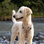 Hundegeschirr Beige