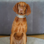 Hundehalsband Corduroy Greige