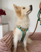 Hundegeschirr Aqua