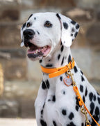 Hundehalsband Aura Sun