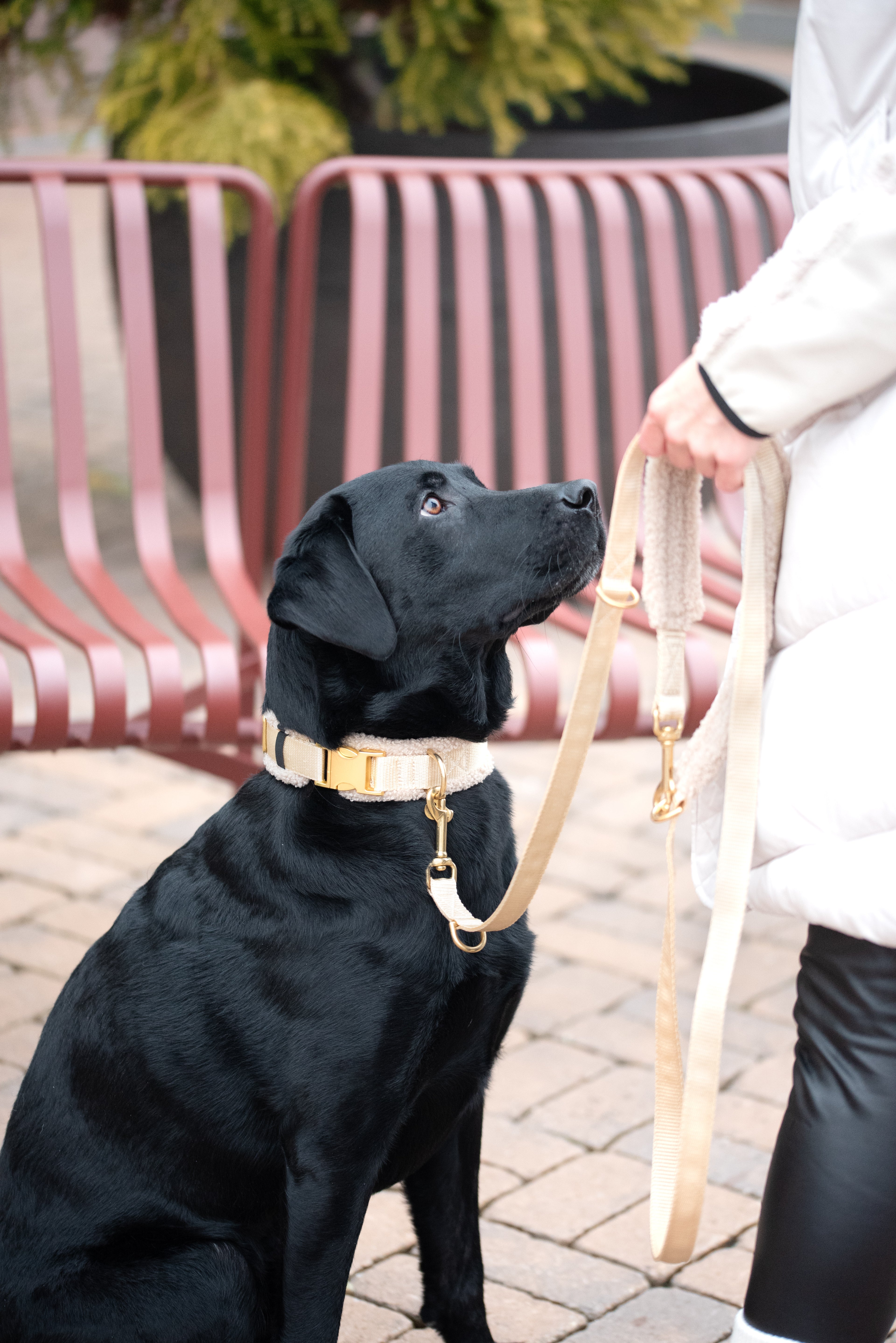 Teddy Hundeleine 'Cream'