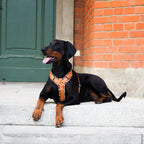 Hundegeschirr Easy Clip 'Golden Leo'