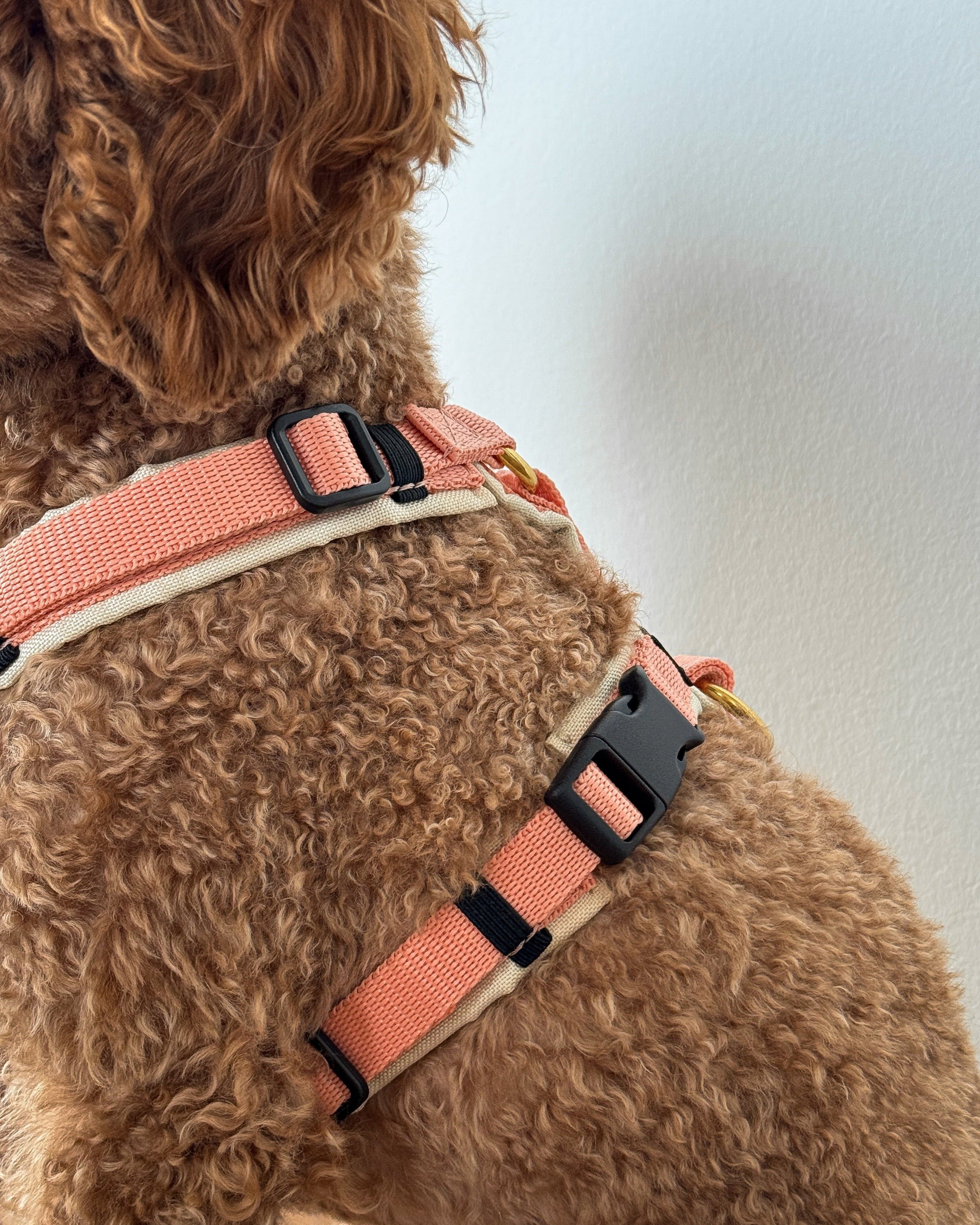 Hundegeschirr Soleil