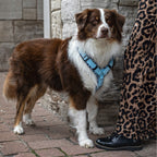 Hundegeschirr Easy Clip 'Blue Leo'