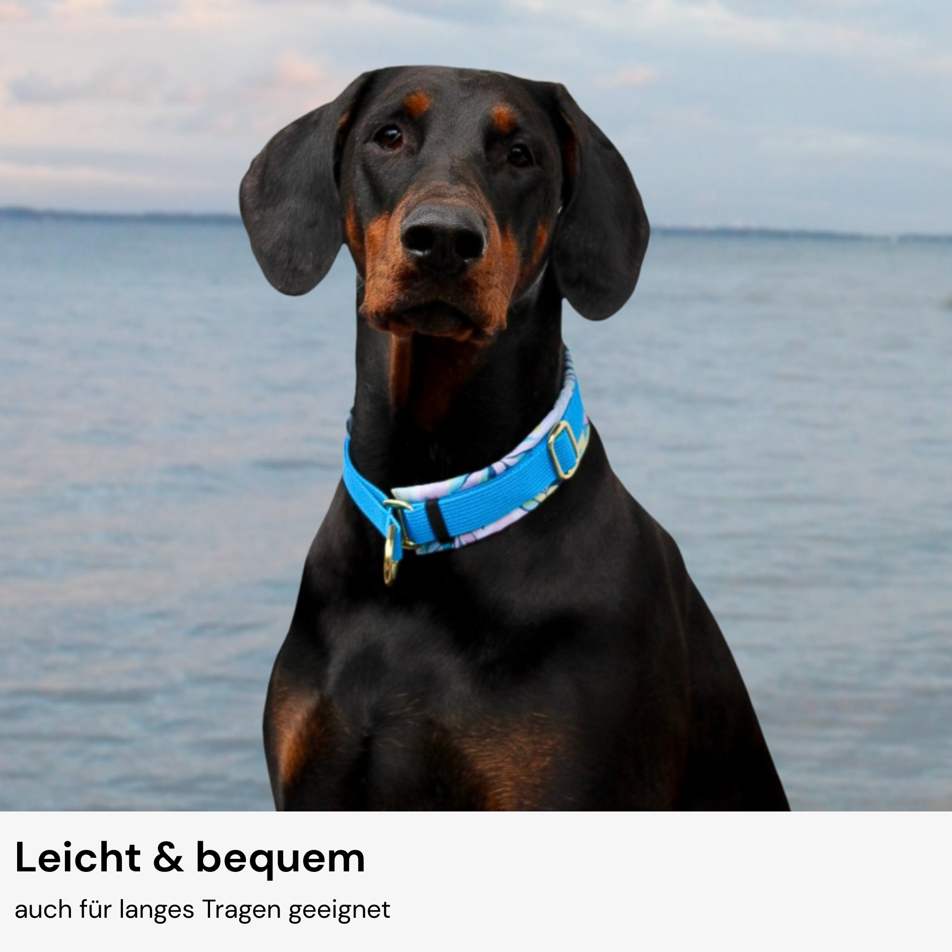 Zugstopphalsband Konfigurator