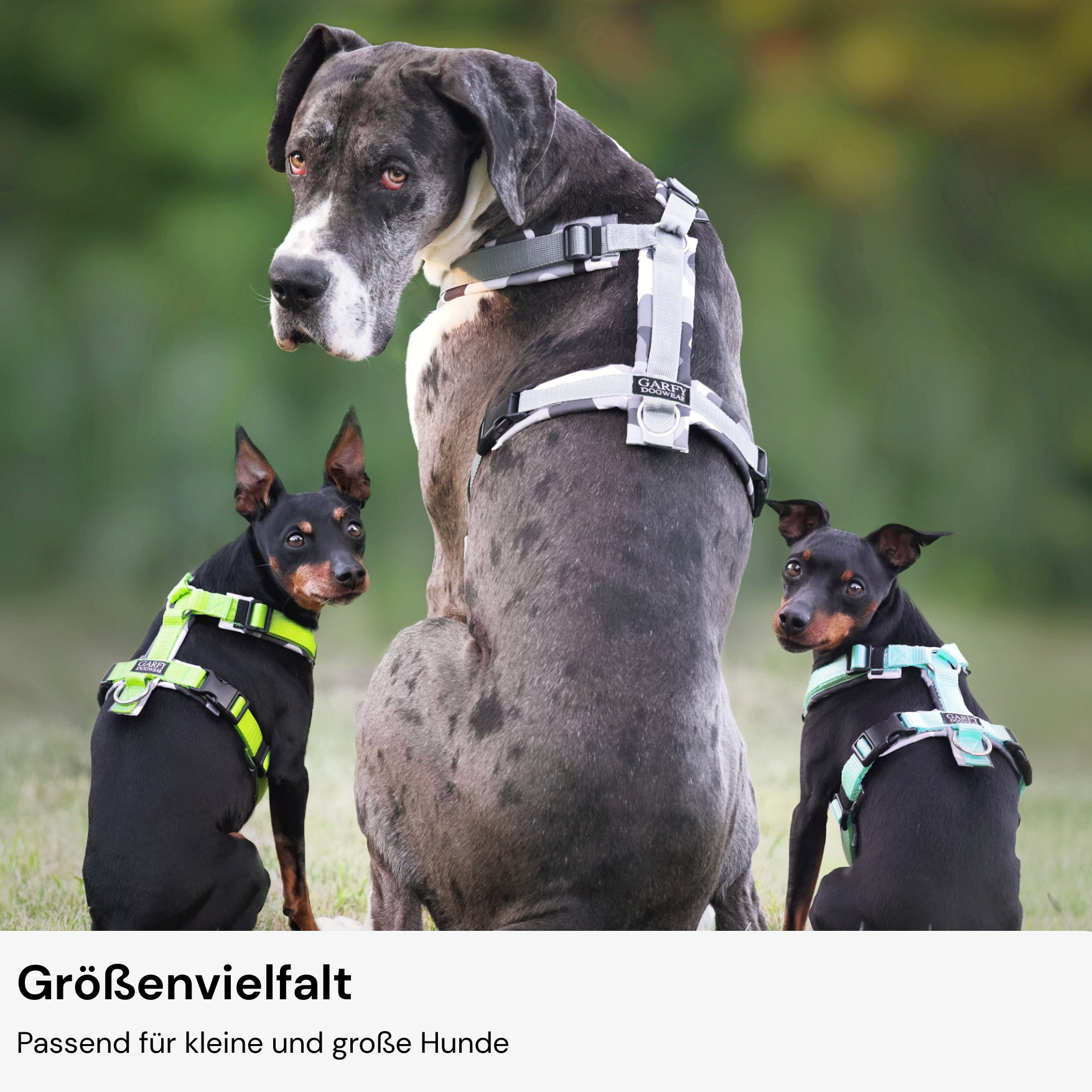 Hundegeschirr Konfigurator