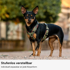 Hundegeschirr Konfigurator
