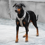 Hundegeschirr Corduroy Greige