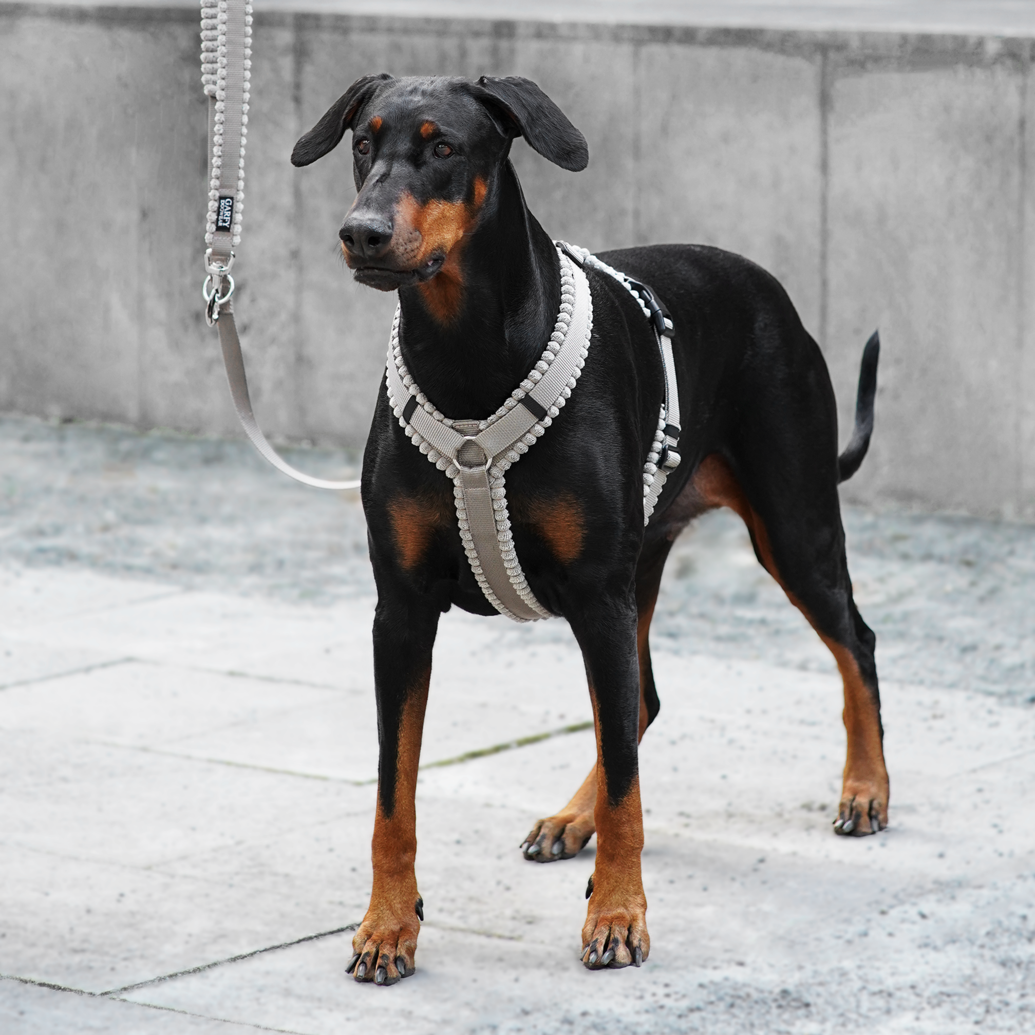 Hundegeschirr Corduroy Greige