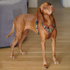 Hundegeschirr Cherrywood